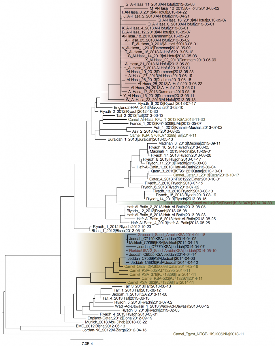 MERS Phylogenetic Tree