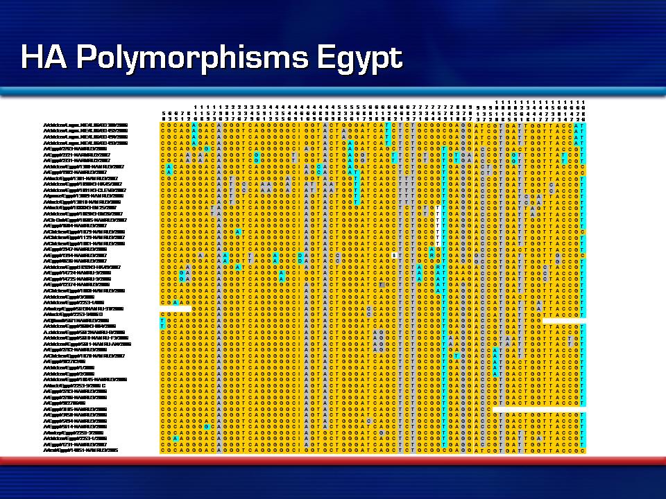 HA Polymorphisms Egypt