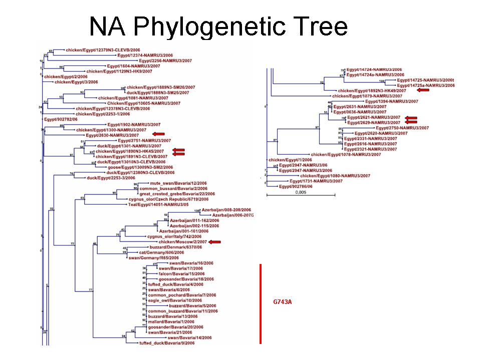 NA Phylogram