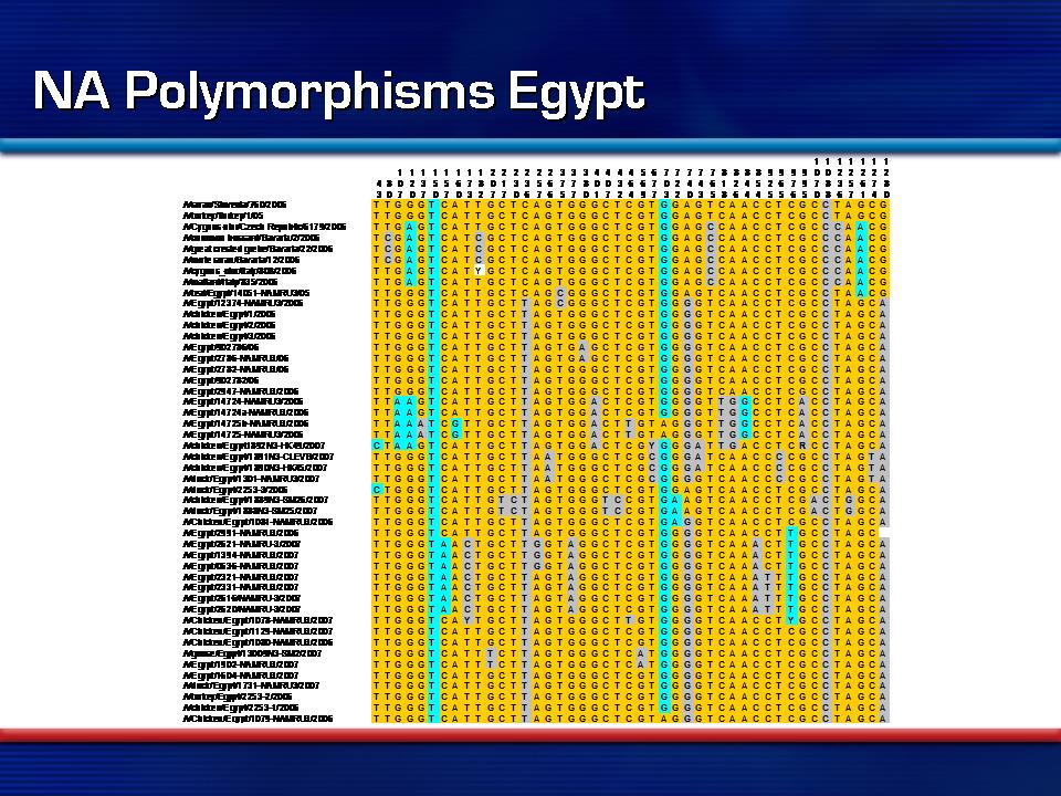NA Polymorphisms Egypt
